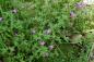 Preview: Geranium palustre | Sumpf-Storchschnabel